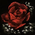 Epiphany Fine Art Red Rose painting