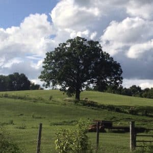 Liz Haywood Sullivan paints a tree