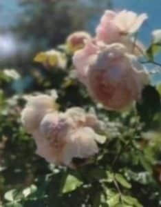 reference photo of pink roses