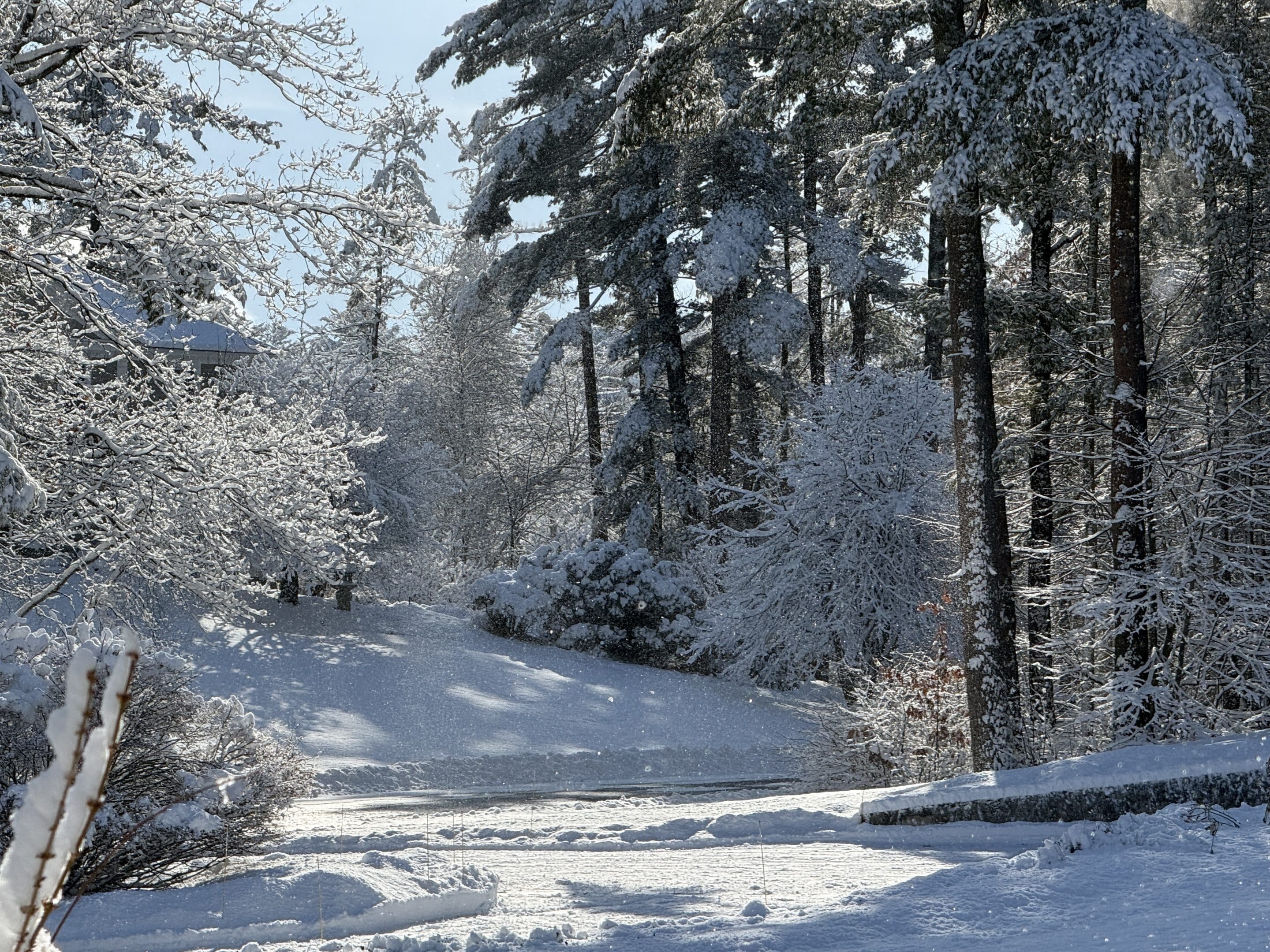 Jeanne Rosier Smith live pastel demo reference photo