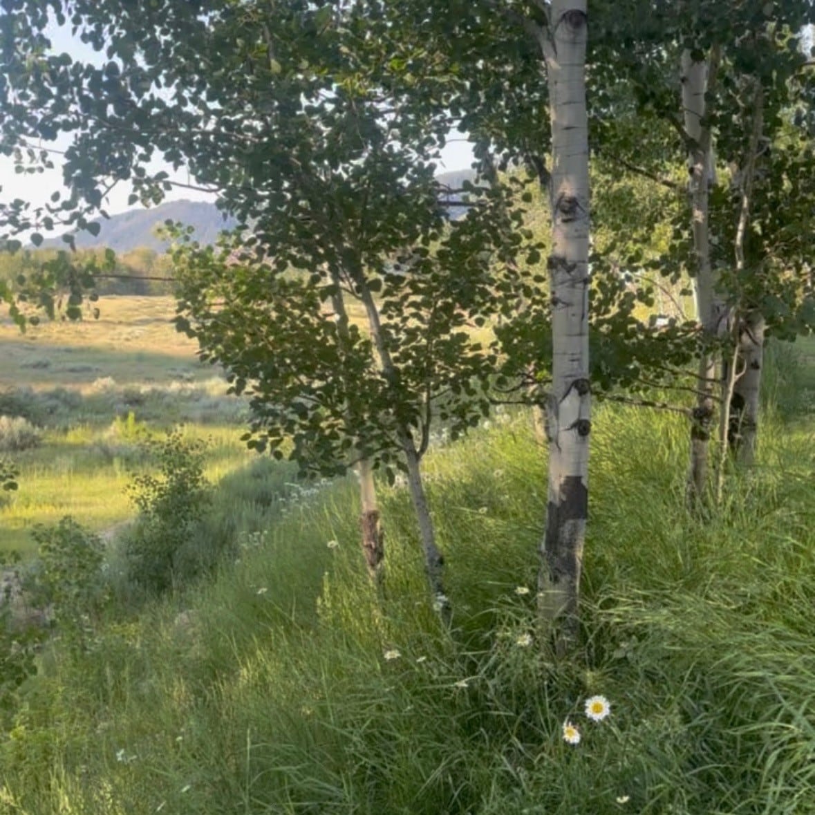 Liz Haywood-Sullivan pastel painting reference photo