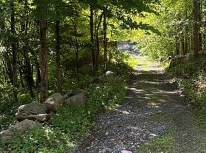 LHS-Live Demo: Dappled Light On a Woodland Path